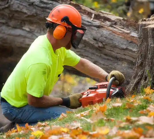 tree services Rose City